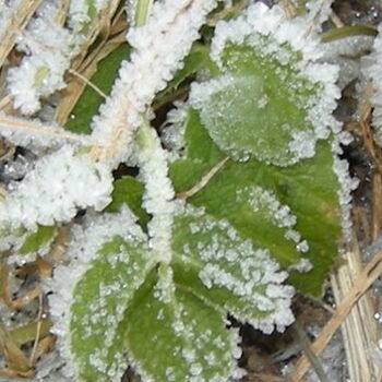 2008, Grün finden im Winter